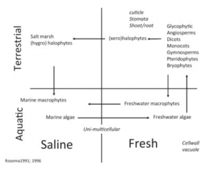 Salt tolerances - Meddle